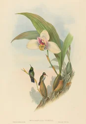Myiabeillia typica (Colibri d