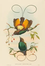 Diphyllodes chrysoptera (Magnifique oiseau de paradis)