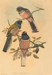 Trogan varié