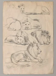 Études de lions
