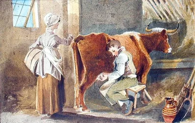 Traite des vaches