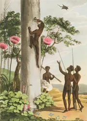 Grimper aux arbres, aborigènes en Nouvelle-Galles du Sud gravé par Matthew Dubourg (fl.1813-1820) pub. 1813