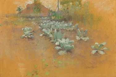 Champ de tabac, vers 1895-1899