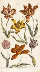 Tulipes, 1842