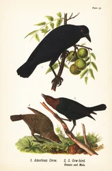 Corbeau d