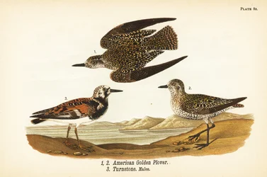 Pluvier doré américain, Pluvialis dominica 1,2, et tournepierre à collier, Arenaria interpres 3