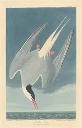 Sterne arctique