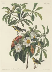 Paruline de Bachman