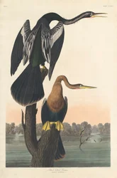 Anhinga d