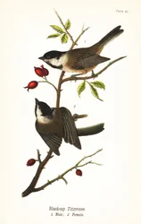 Mésange à tête noire, Poecile atricapillus