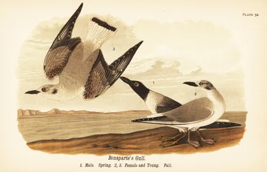 Mouette de Bonaparte, Chroicocephalus philadelphia, mâle au printemps 1, femelle 2 et jeune 3 en plumage d