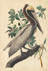 Pélican brun
