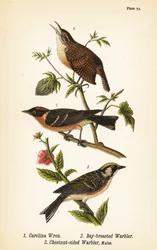 Troglodyte de Caroline, Thryothorus ludovicianus 1, paruline à poitrine baie, Setophaga castanea 2, paruline à flancs marron, Setophaga pensylvanica 3