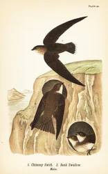 Martinet ramoneur, Chaetura pelagica 1, Hirondelle de rivage, Riparia riparia 2, mâles