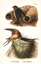 Hirondelle à front blanc, Petrochelidon pyrrhonota 1, et hirondelle rustique, Hirundo rustica 2