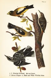 Gros-bec errant, Coccothraustes vespertinus 1,2, Grimpereau brun, Certhia americana 3, et Paruline noir et blanc, Mniotilta varia 4