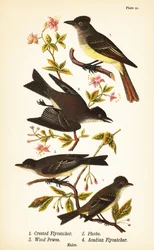 Tyran huppé, Myiarchus crinitus 1, moucherolle phébi, Sayornis phoebe 2, moucherolle bois-pourri, Contopus virens 3, et moucherolle vert, Empidonax virescens 4