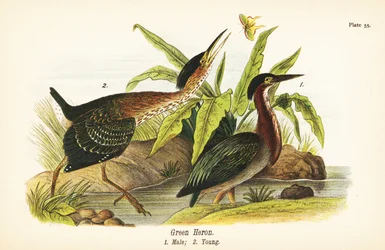 Héron vert, Butorides virescens, mâle 1, jeune 2
