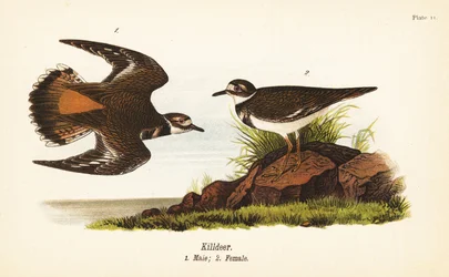 Pluvier kildir, Charadrius vociferus, mâle 1, femelle 2
