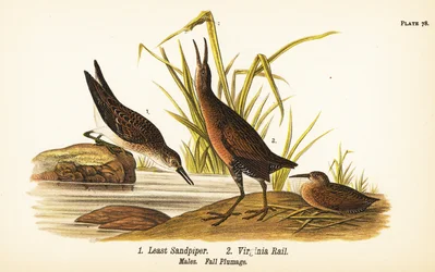 Bécasseau minuscule, Calidris minutilla 1 et Râle de Virginie, Rallus limicola 2