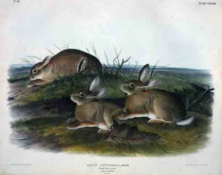 Lepus Artemesia (Lièvre de l