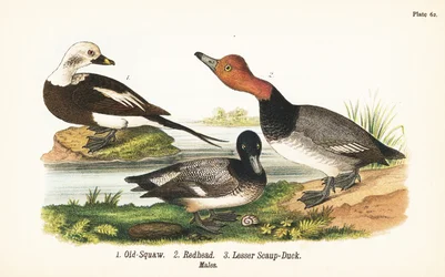 Harelde boréale, Clangula hyemalis 1, fuligule à tête rouge, Aythya americana 2, et petit fuligule, Aythya affinis 3