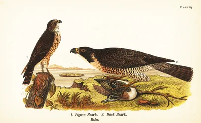 Faucon émerillon, Falco columbarius 1, et faucon pèlerin avec canard, Falco peregrinus 2