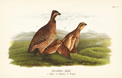 Colin de Virginie, Colinus virginianus