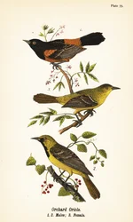 Oriole des vergers, Icterus spurius, mâles 1,2, et femelle 3
