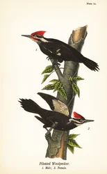 Grand pic, Dryocopus pileatus, mâle 1, femelle 2