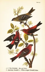 Durbec des sapins, Pinicola enucleator, mâle 1, femelle 2, bec-croisé des sapins ou bec-croisé rouge, Loxia curvirostra 3, bec-croisé bifascié, Loxia leucoptera 4, mâles