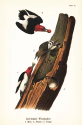 Pic à tête rouge, Melanerpes erythrocephalus, mâle 1, femelle 2, jeune 3