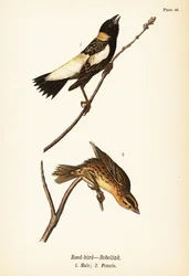 Goglu des prés, Dolichonyx oryzivorus, mâle 1, femelle 2