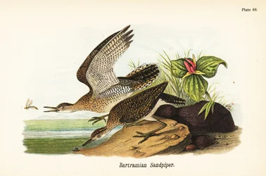 Maubèche des champs, Bartramia longicauda