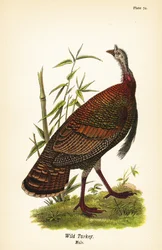 Dindon sauvage, Meleagris gallopavo, mâle