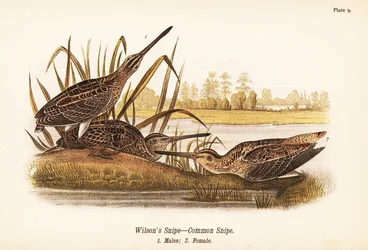 Bécassine de Wilson, Gallinago delicata, mâles 1, femelle 2