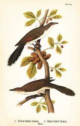 Coulicou à bec jaune, Coccyzus americanus 1, et coulicou à bec noir, Coccyzus erythropthalmus 2, mâles