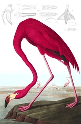 Flamant rose américain, Phoenicopterus Ruber, de "Les Oiseaux d