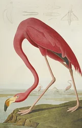 Flamant américain, de "Les Oiseaux d