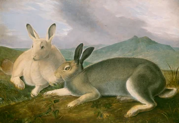 Lièvre arctique, c.1841