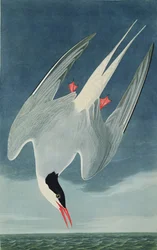 Sterne arctique, de 