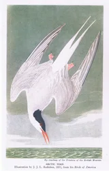 Sterne arctique