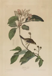 Pinson de Bachman