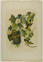 Oriole de Baltimore, imprimé par Julien Bien et publié par Roe Lockwood & Son, 1861