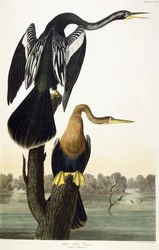 Darter à ventre noir, 1836