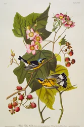 Paruline noire et jaune. Paruline à tête cendrée