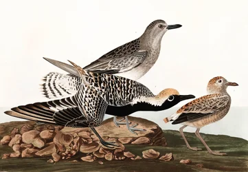 Pluvier argenté, Charadrius Helveticus, de "Les Oiseaux d