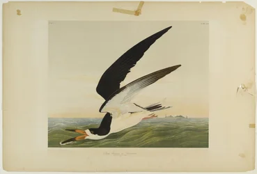 Bec-en-ciseaux noir, imprimé par Julien Bien et publié par Roe Lockwood & Son, 1861
