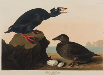 Macreuse noire ou macreuse à front blanc, 1836