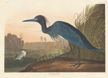 Grue bleue ou héron, 1836